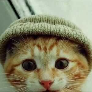 Meet your Posher, Joy